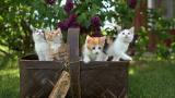 forcats 0.5.0