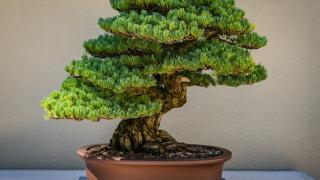 yaml12: YAML 1.2 for R and Python