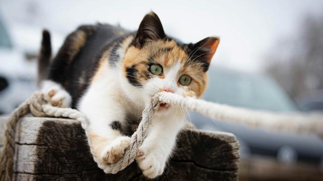 A calico cat crouched on a weathered wooden post, green eyes fixed forward, gripping a taut rope in its paws and mouth – caught mid-pounce.
