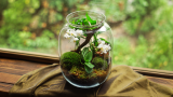 A beautiful terrarium featuring white orchids and moss in a glass jar.
