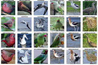 Classifying images with torch