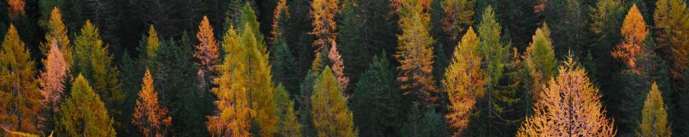 Survival Analysis in tidymodels