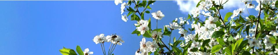 Take the tidymodels survey for 2024 priorities